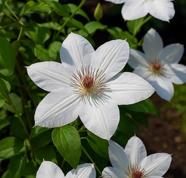 Large white clematis flowers with dark red centers blooming in a sunny garden.