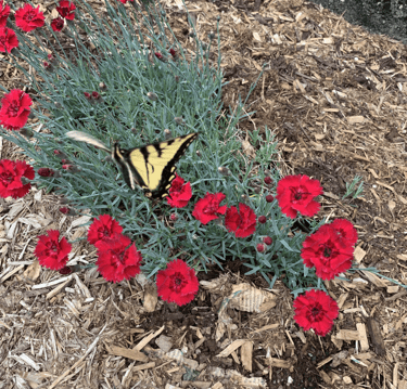 A yellow and black swallowtail butterfly rests on vibrant red dianthus flowers among wood chips, showcasing nature's beauty