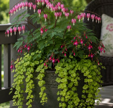 A decorative patio planter with pink bleeding heart flowers and cascading lime green creeping jenny foliage.