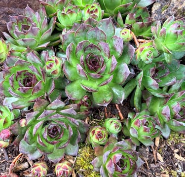 Clusters of green and purple Hens and Chicks succulents growing in a rocky garden bed.