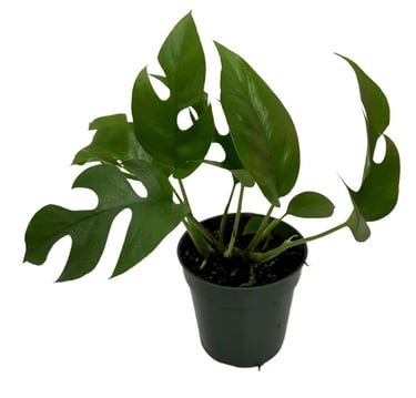 Rhaphidophora tetrasperma growing in chunky aroid soil mix suitable for climbing tropical houseplant