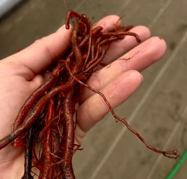 racine garance teinture végétale