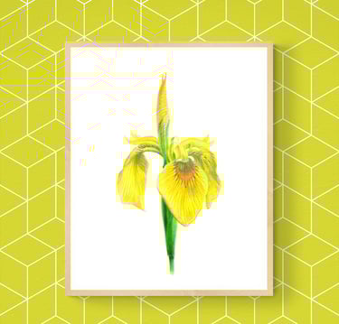 Yellow Iris print framed