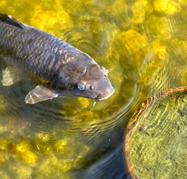 peixe carpa marron nadando a beira do lago com pedras.