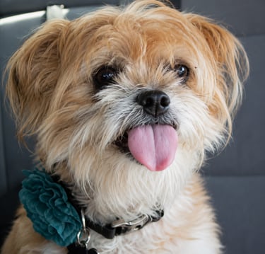 Small tan scruffy dog with tongue out wearing a teal flower collar in a car.