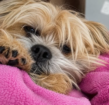 A small tan dog with a black nose nestled inside a soft pink fleece blanket.