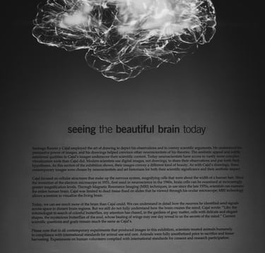 brain booster and memory enhancer naturally.