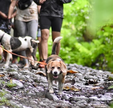 Chien Beagle à Tahiti