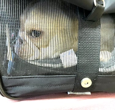 A cream-colored French bulldog is laying down, looking sideways out of the soft-sided pet carrier.