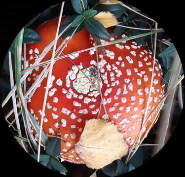 Okrągły kapelusz muchomora, czerwony w białe kropki, widok z góry.