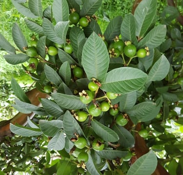 Cosecha de guayabas frescas en árbol,