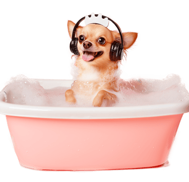 Contact the best Pet Grooming Service in Miami