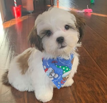 Perfect Paw Pups Mal-Shi Puppy Litter MalShi in Texas Fur Babies