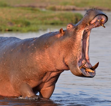 Hippo