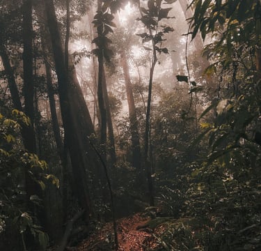 Pico do Papagaio Hike, Ilha grande, Brazil, South America
