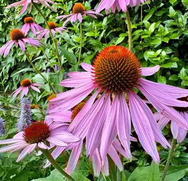 Planten met bloemen in een tuin roze genaamd Echinacea zonnehoed in combinatie met paars
