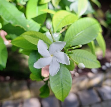 a bush with one white pinwheel flower