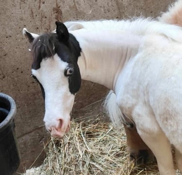AMHA filly pouliche miniature américaine blu eyes