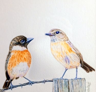 Stonechats, Garden Birds