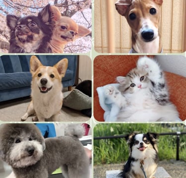 Chihuahua, cachorro mix , border collie, gatito, caniches , chihuahua