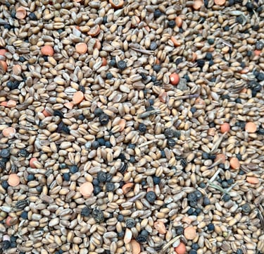 Grains de blé avant triage. Crédit photo : Terres&Graines