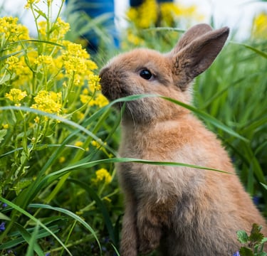 Petit lapin mangeant des plantes