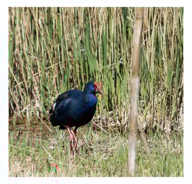 CALAMÓN COMÚN (PORPHYRIO PORPHYRIO)