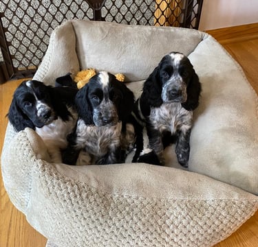 English Coker Puppies Carole Backhuus Nebraska