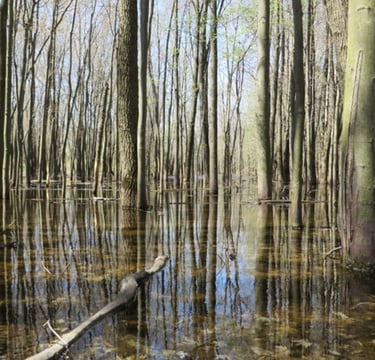 A flooded swamp identified during a natural heritage evaluation near King City, Ontario. 