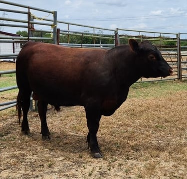 Windy Mane Ranch red Angus bull, Jack