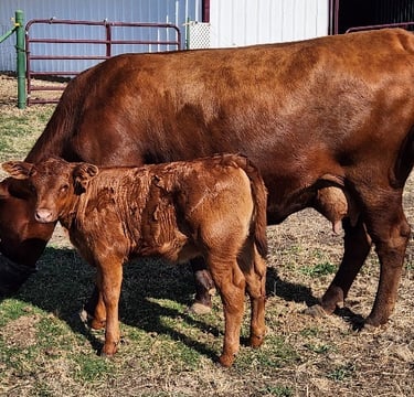 Windy Mane Ranch cow-calf pair JB2