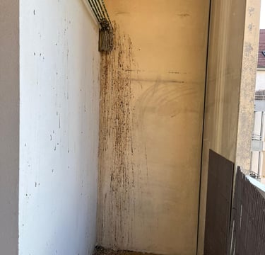 Avant / Après : nettoyage et désinfection totale des fientes de pigeon Cluses