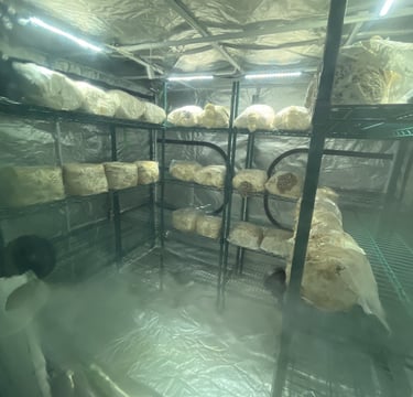 Mushroom grow bags on metal racks inside a humid indoor cultivation tent with LED lighting.