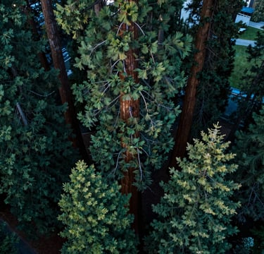 A direct overhead drone shot looking down into the massive, sprawling canopy of a Giant Sequoia in the North American / US Pacific Northwest. The deep evergreen textures of the needles contrast against a soft-focus urban park ground far below. Majestic and serene lighting with deep forest green and steel blue hues.