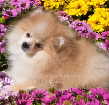 pomerania miniatura