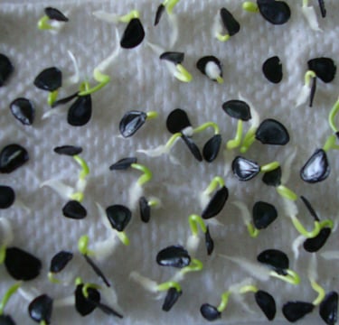 a bunch of sprouts of sprouts of sprouts