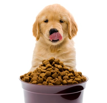 Puppy eating dog food