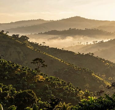 Una vista panorámica de un exuberante cafetal sudamericano en las colinas. La luz dorada de la mañana se filtra a través de la niebla, resaltando las hojas verdes profundas de los cafetos. Al fondo, montañas majestuosas bajo un cielo suave. Paisaje latino auténtico, elegancia natural, iluminación cálida, tonos marrón tierra y verde bosque.