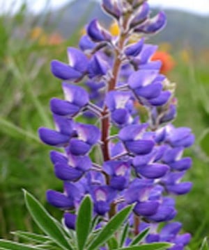Columbia Gorge Broad-Leaf Lupine