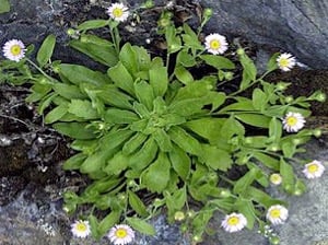 Columbia Gorge Daisy