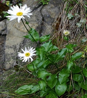 Howell's Daisy