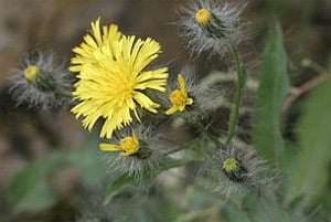 Long-Beard Hawkweed