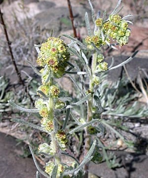 Northern Wormwood