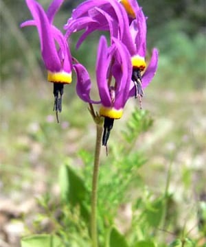 Poet's Shooting Star