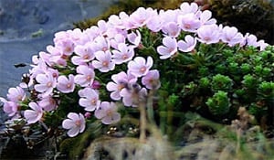 Smooth-Leaf Douglasia