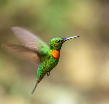 Manu National Park Photography Tour 6 D / 5 N