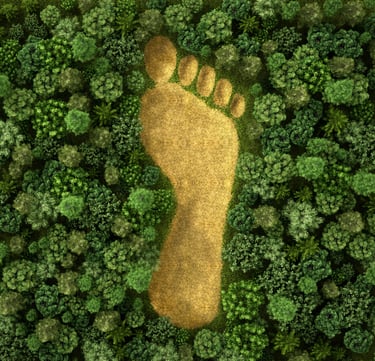 a footprint in the middle of a forest