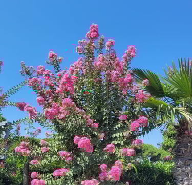 a tall bush with pink flowers