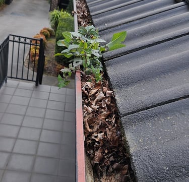 Gutter Clearing & general roof & home maintenance