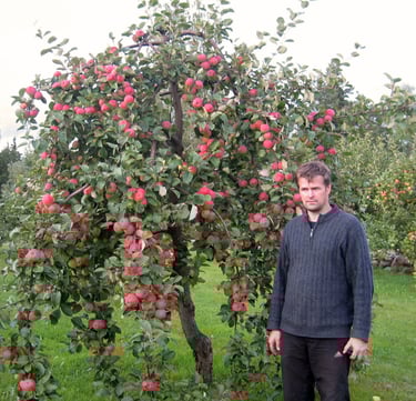 2003 a. võttis Kalmer Kasvand esimesena Eestis kasutusele uuendusliku tüvekeskse lõikusstiili.